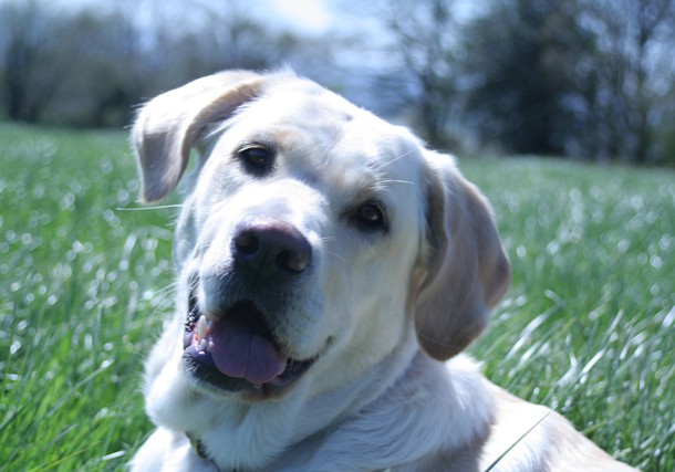 alison pope dare2thinkbig dog training 1