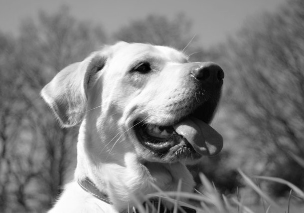 alison pope dare2thinkbig dog training 10