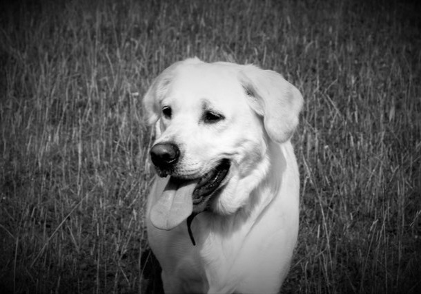 alison pope dare2thinkbig dog training 6